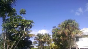 IMG_20151128_102315719